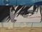 Iria - Zeiram the Animation