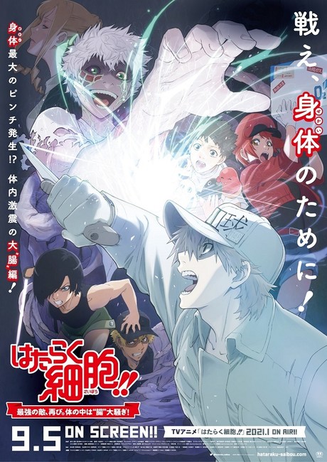 DVD Anime Hataraku Saibou /Cells at Work Complete Series (1-13) English  Subtitle