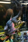 org_dsc09578