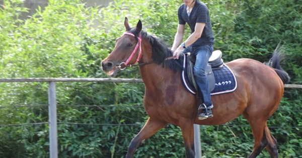 Haru Urara: The Undefeated Spirit of Uma Musume Passes Away!