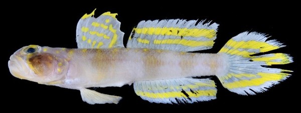 vanderhorstia_supersaiyan