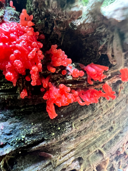 slimemold