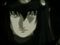 Boogiepop Phantom