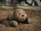 Doggie Poo